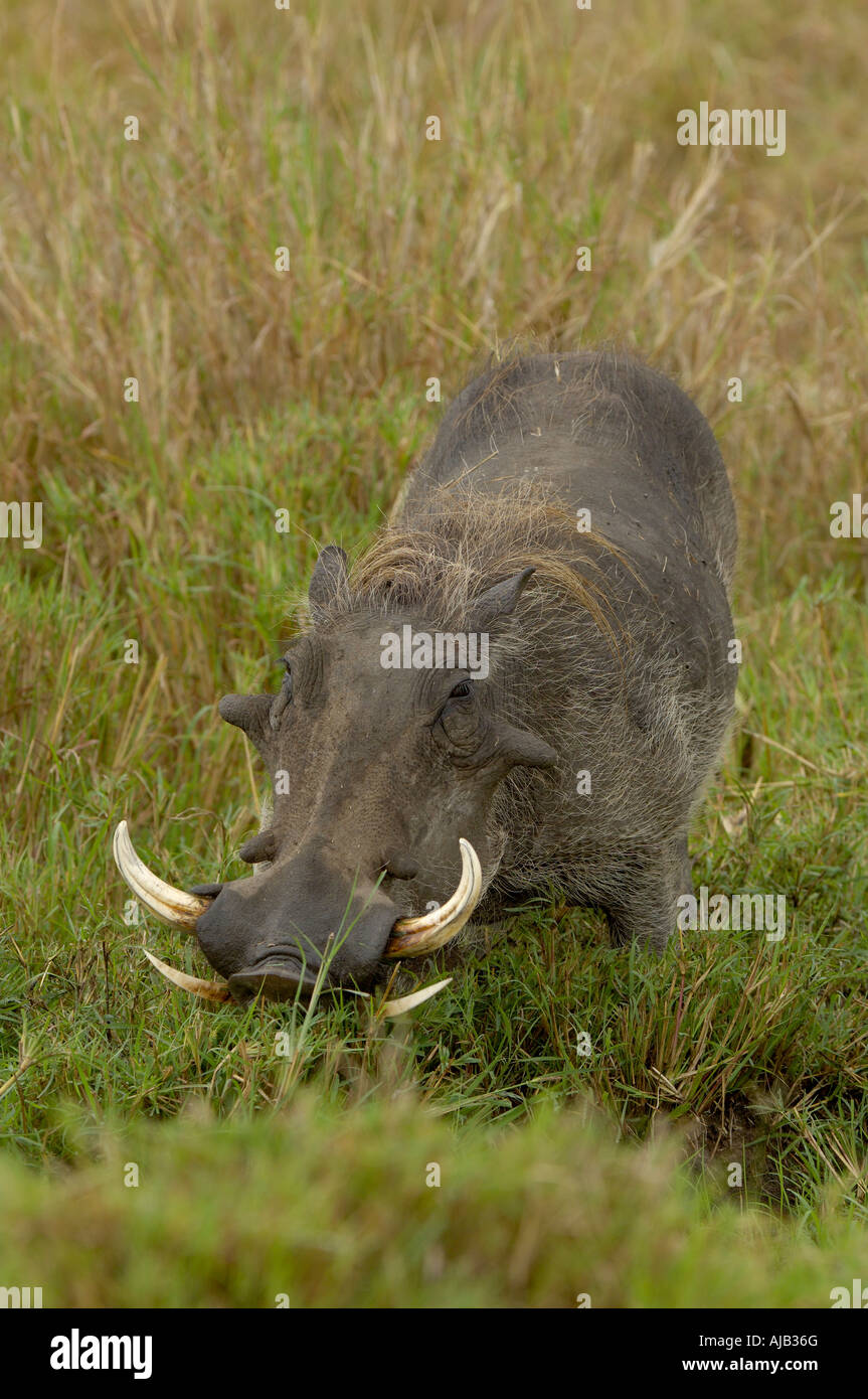 Common Warthog Phacochoerus africanus Masaii Mara Kenya Stock Photo