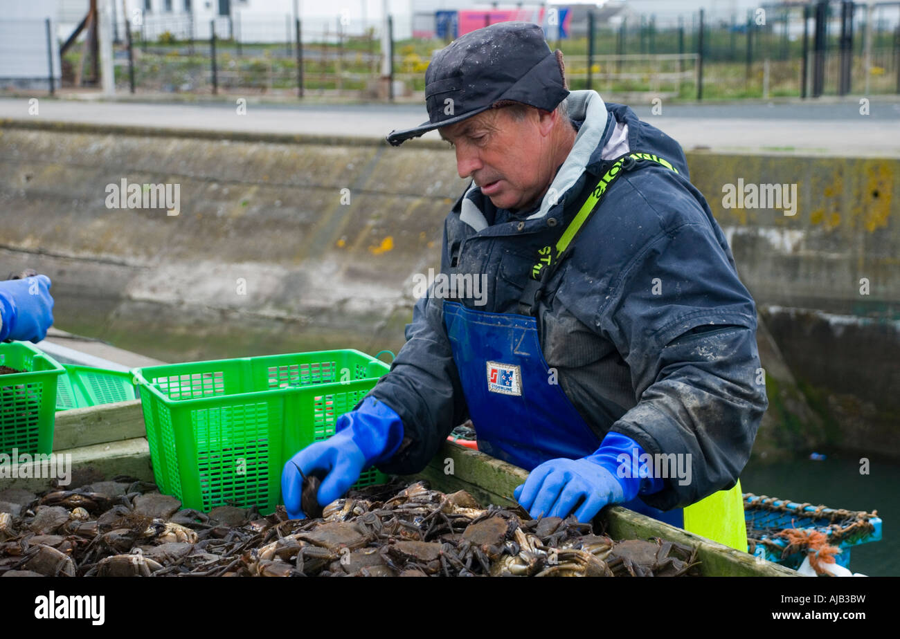 Crab Fisherman, sorting his catch Stock Photo Alamy
