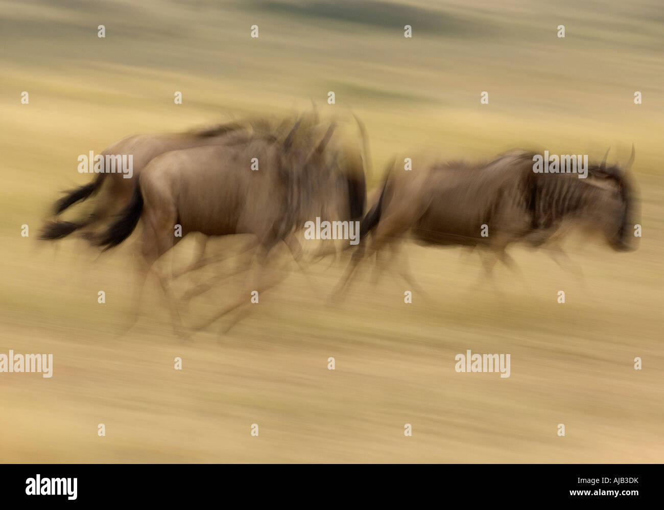 Brindled Gnu or Wildebeest Connochaetes taurinus Masaii Mara Kenya blurred abstract image running Stock Photo