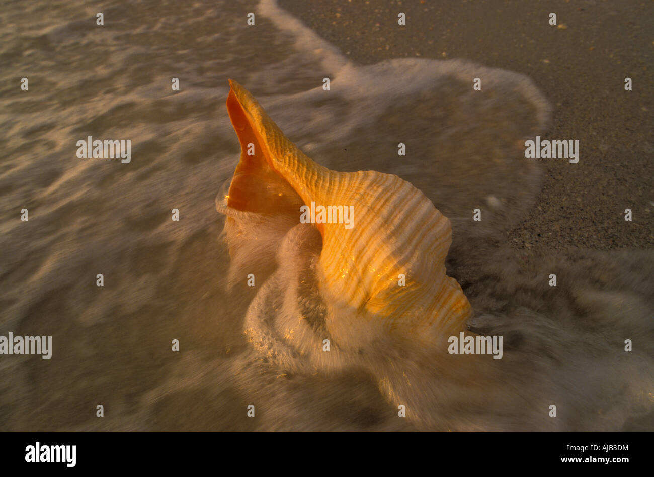 horse conch, sea shell, .Pleuroploca gigantea, sanibel captiva islands