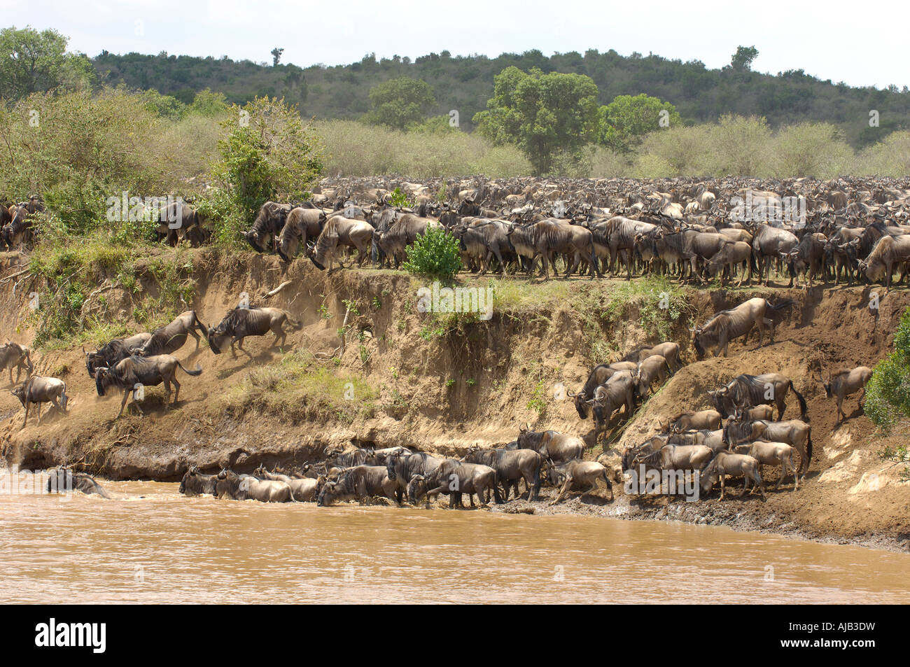 Brindled Gnu or Wildebeest Connochaetes taurinus Masaii Mara Kenya herd crossing the Mara River Stock Photo