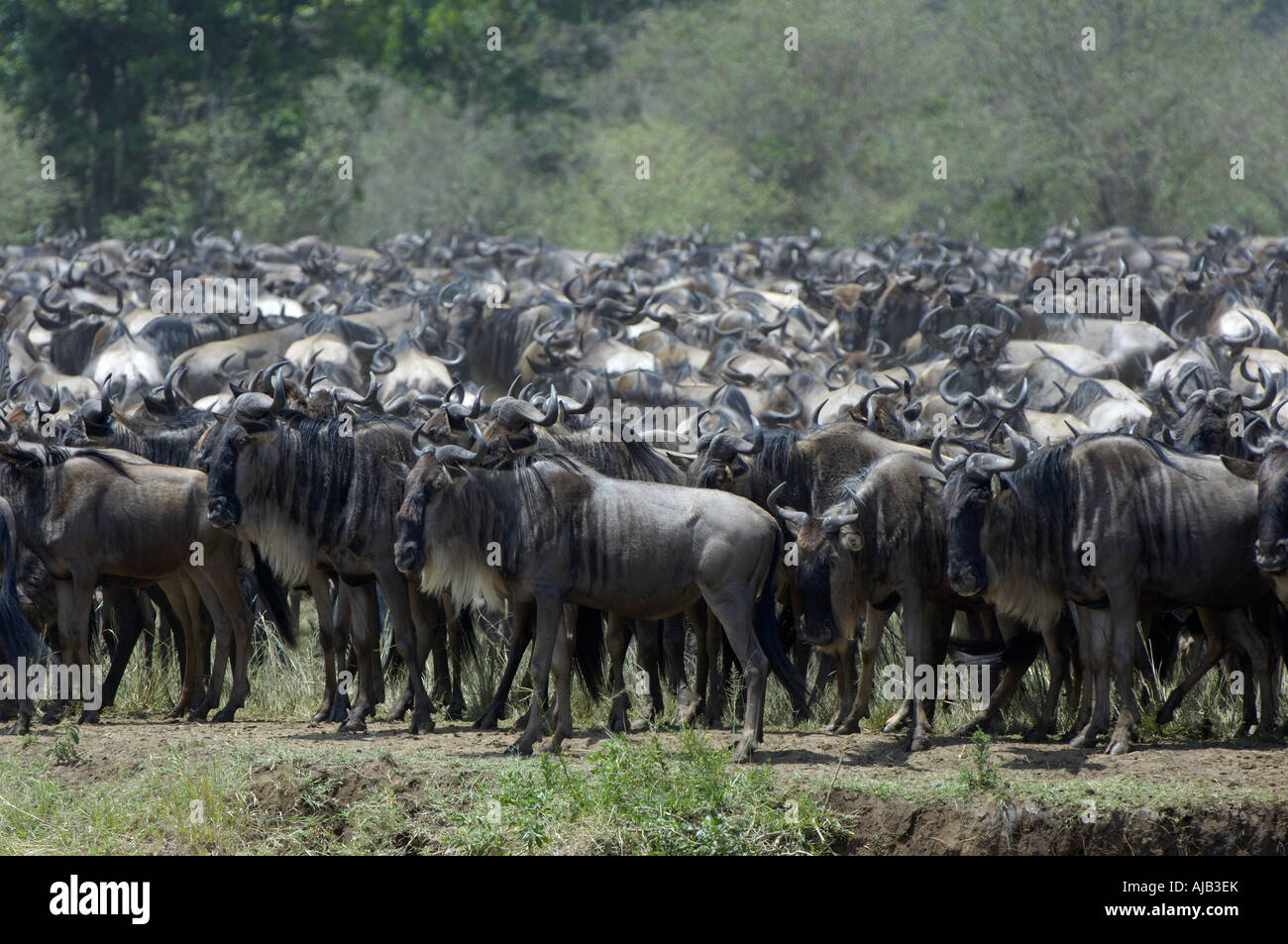 Brindled Gnu or Wildebeest Connochaetes taurinus Masaii Mara Kenya large herd congregating during annual migration Stock Photo