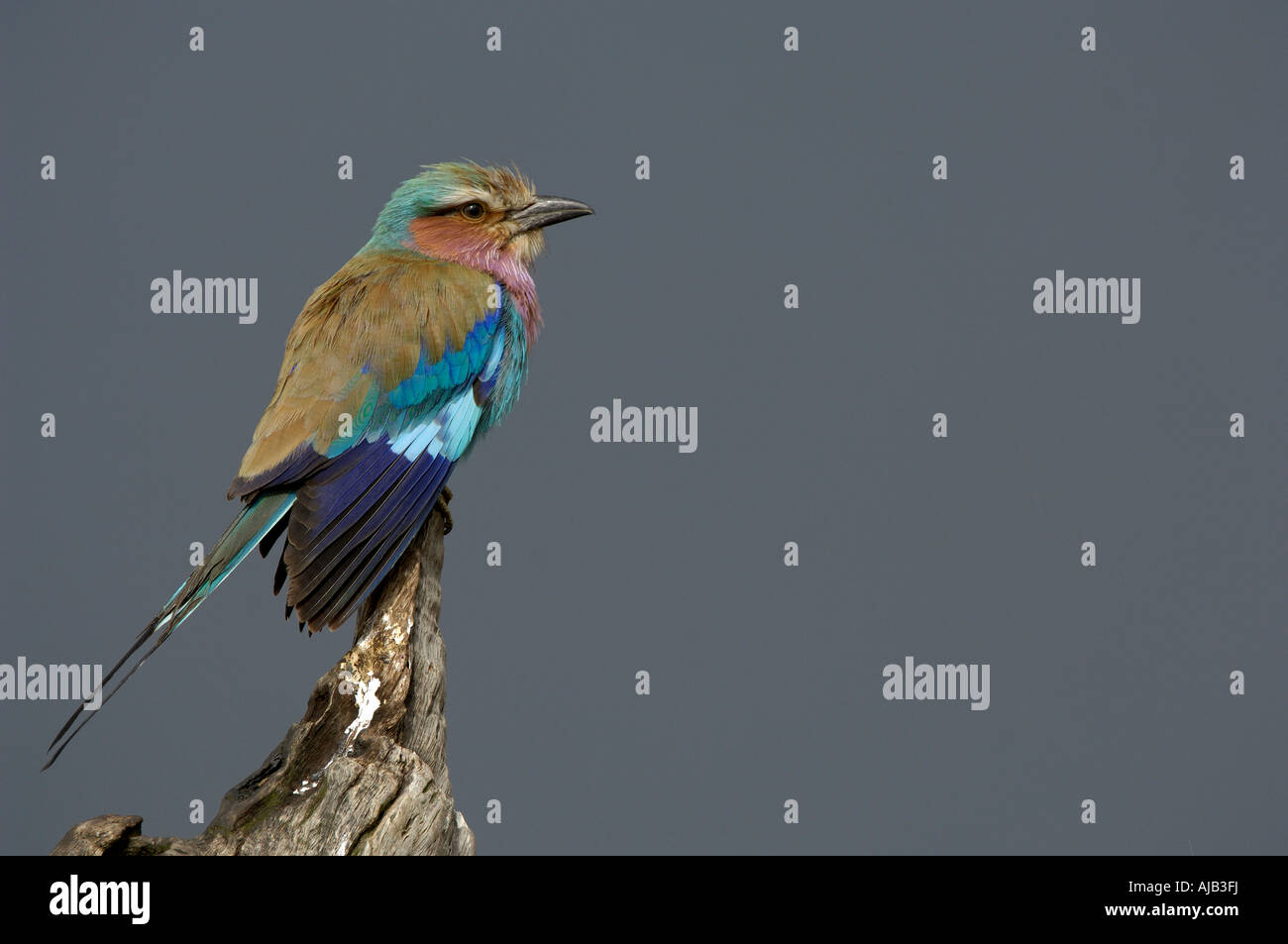 Lilac breasted Roller Coracias caudatus Masaii Mara Kenya Stock Photo