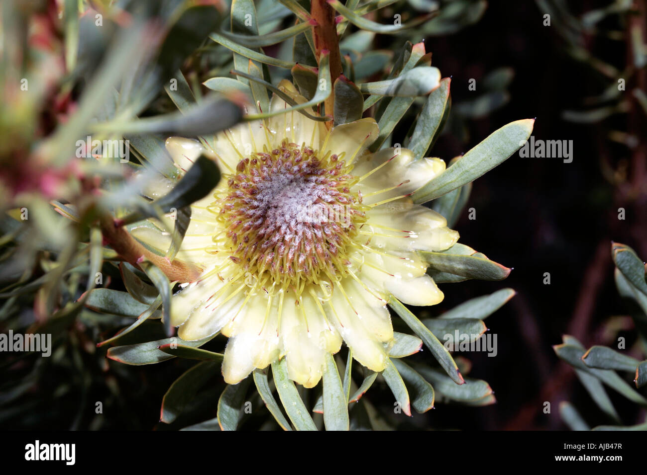 Thistle Proteas - Protea scolymocephala - Family Proteaceae Stock Photo
