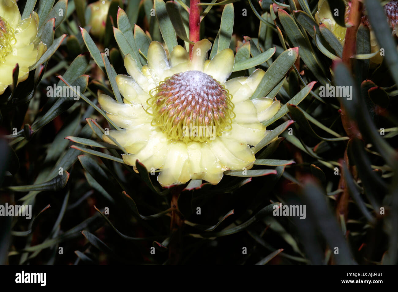 Close up of single Thistle Protea flower- Protea scolymocephala- Family Proteaceae Stock Photo