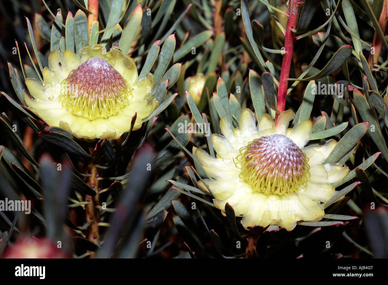 Thistle Proteas - Protea scolymocephala- Family Proteaceae Stock Photo