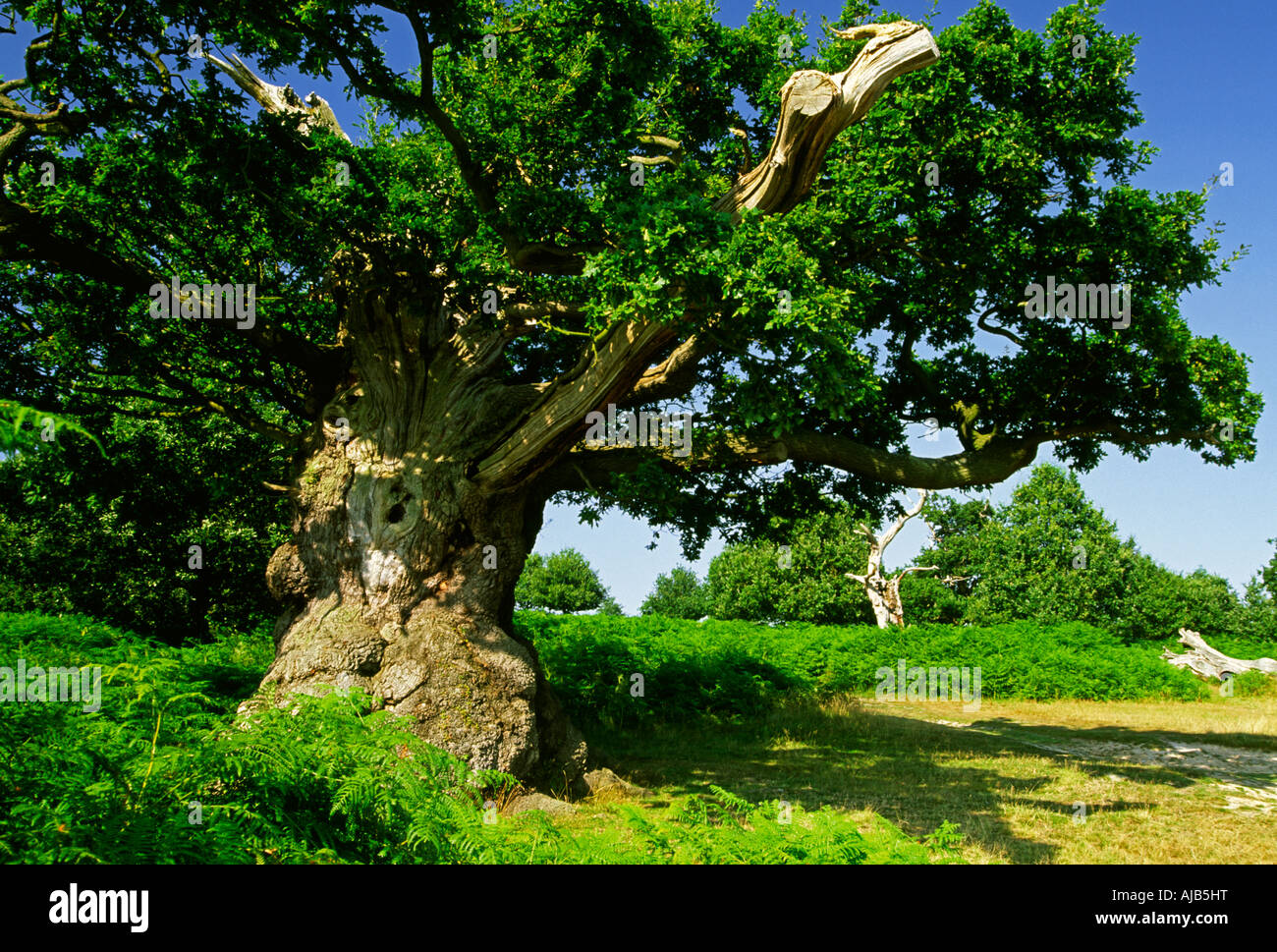 Veteran oak tree in Bradgate Park part of Charnwood Forest near ...