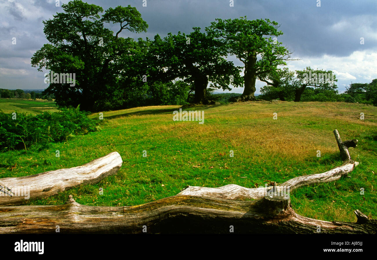 Veteran oak trees in Bradgate Park part of Charnwood Forest near ...