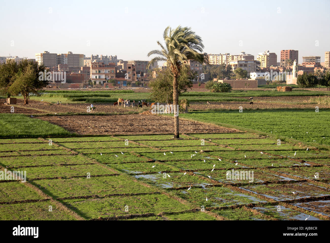 Agricultural farmland and suburbs of southern Giza with farmers birds and fields Cairo Egypt Africa Stock Photo