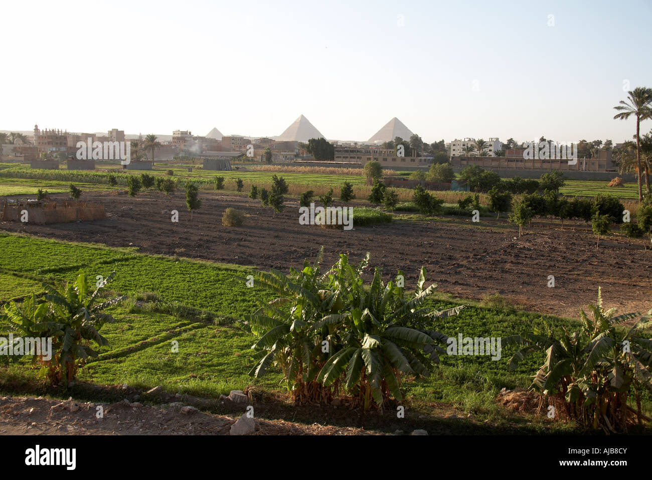 Agricultural farmland fields and suburbs of southern Giza with Pyramids