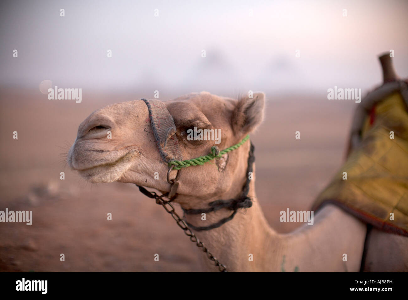 Tourist camel face or head in early morning dawn with distant pyramids in haze mist beyond Giza Cairo Egypt Africa Stock Photo