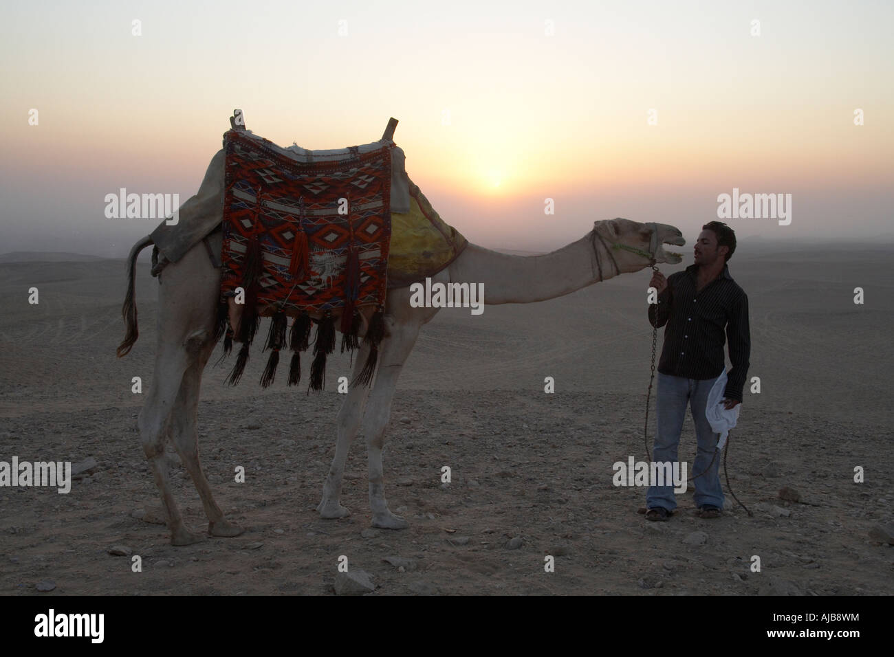 Guide talking to a camel in the stony desert in early morning sunrise Giza Cairo Egypt Africa Amusing funny comic humourous ani Stock Photo
