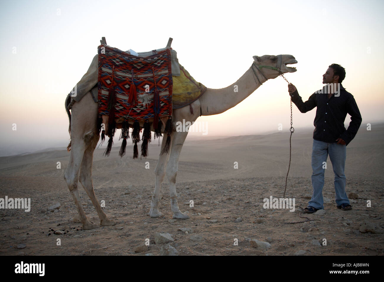 Guide talking to a camel in the stony desert in early morning sunrise Giza Cairo Egypt Africa Amusing funny comic humourous ani Stock Photo