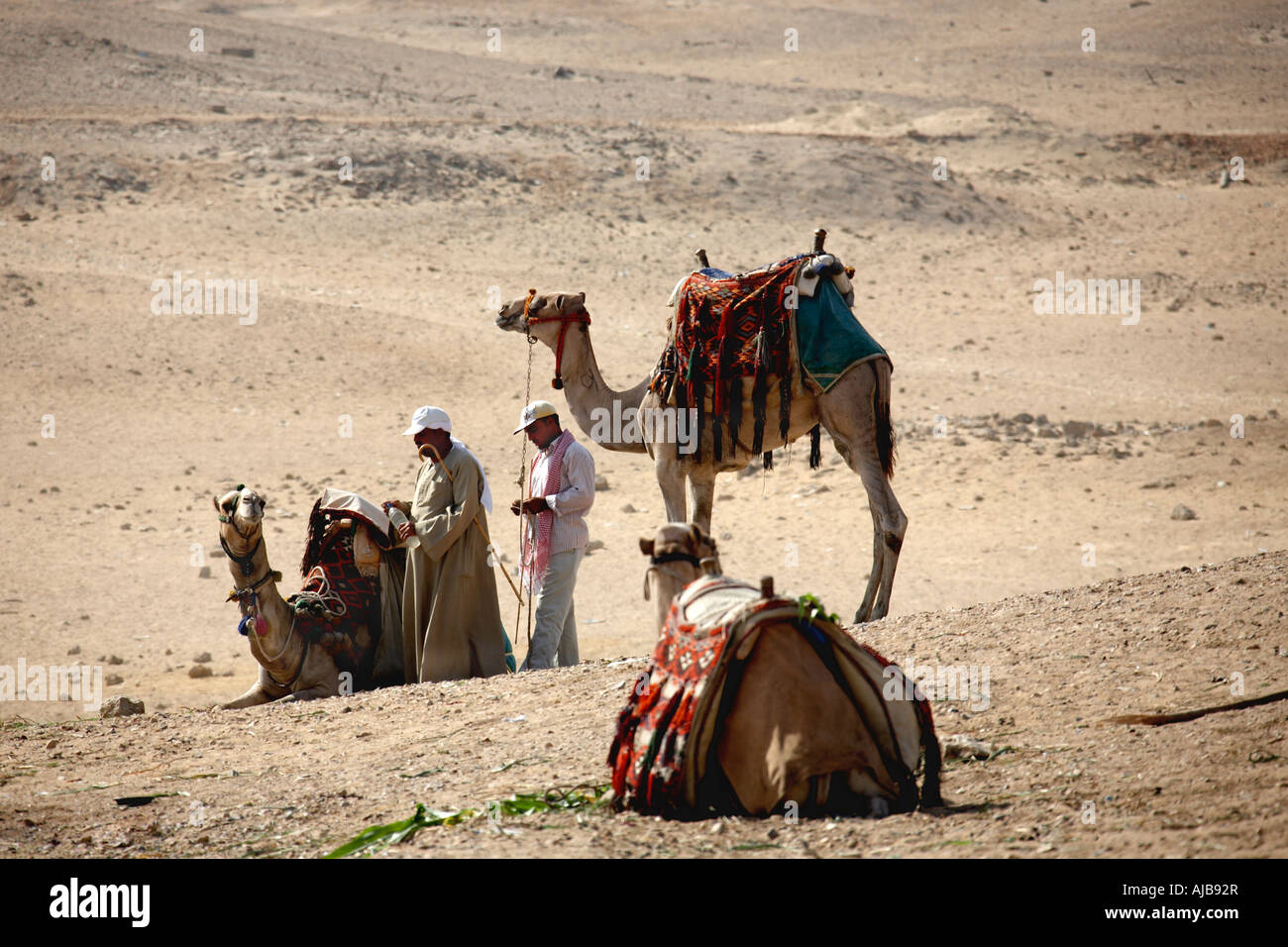 Camels and guides on stony desert viewing plateau above the Pyramids Giza Cairo Egypt Africa Stock Photo