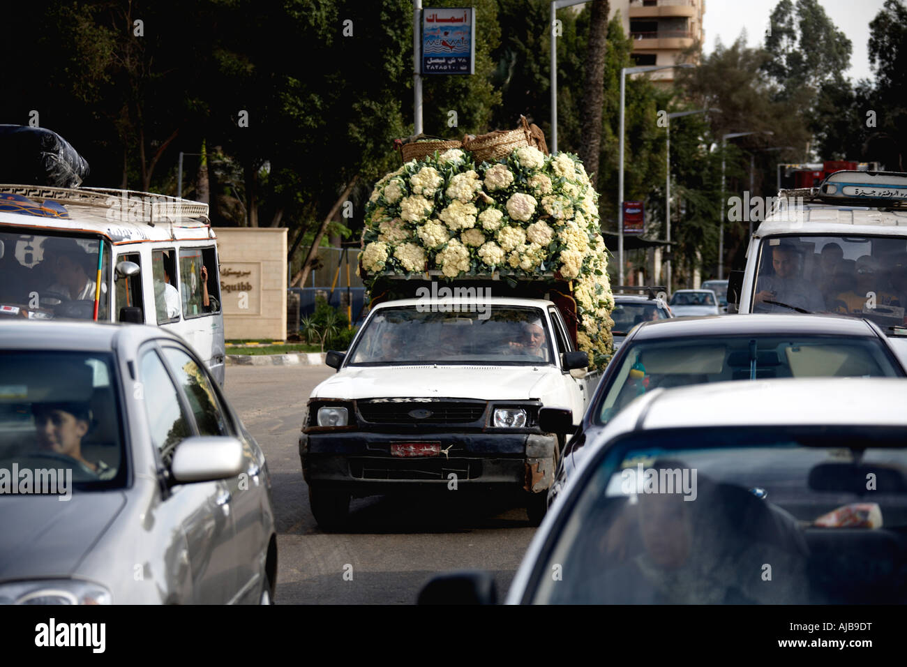 Pickup truck laden with caulifower vegetable produce driving on streets of Cairo Egypt Africa Amusing funny comical humourous Stock Photo