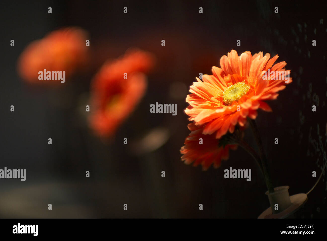 Orange carnation flowers with dark background Stock Photo