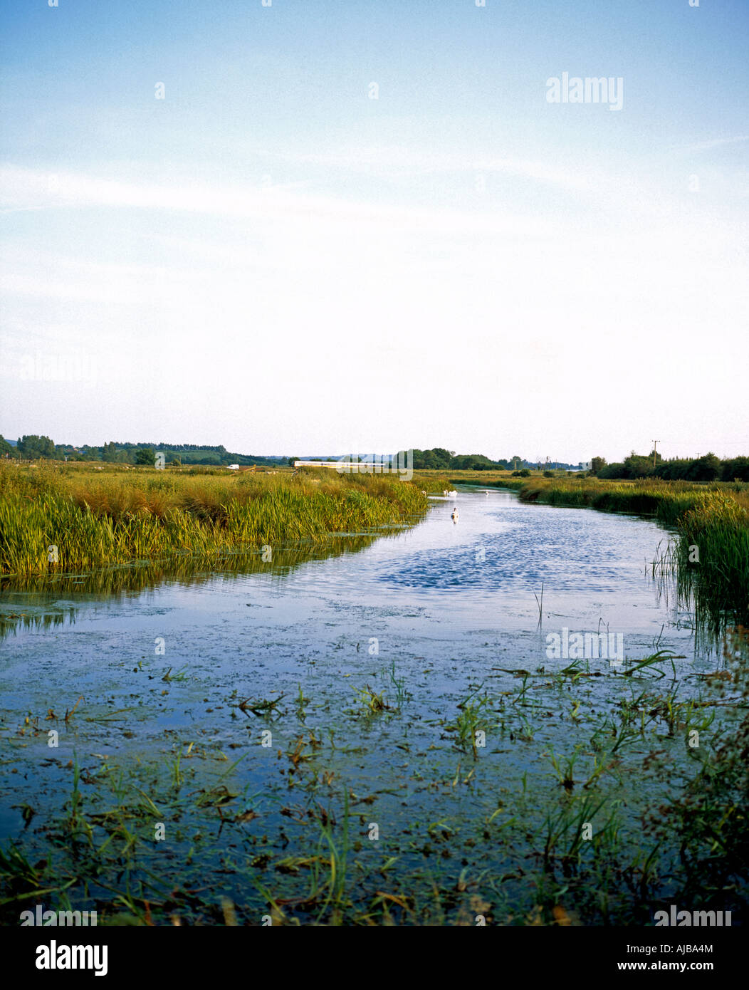 Wetland waterway river near Whitstable Kent England MEXZsm Attractive beautiful scenic countryside landscape view Stock Photo