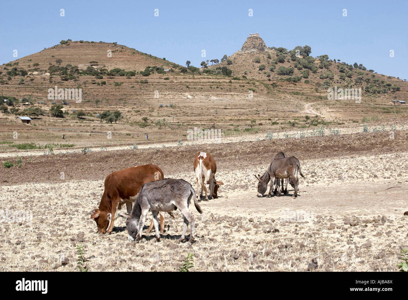 Donkeys and cows or cattle grazing on parched fields near Aksum or Axum