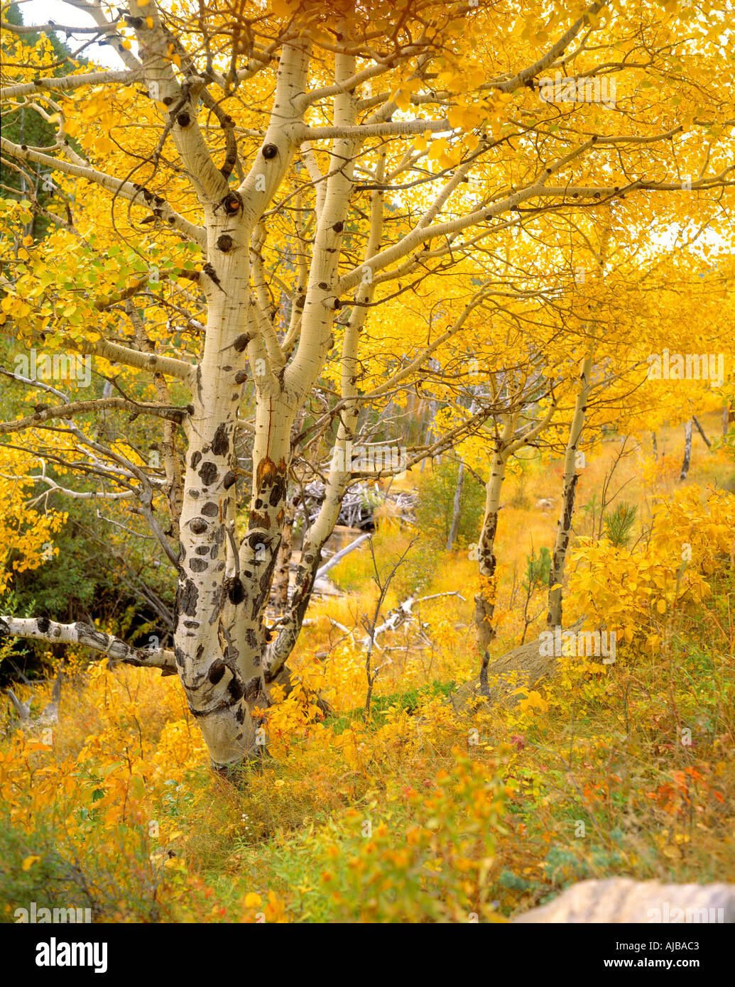 Colorado Autumn Yellow Fall Colors Along The Trail To Bridal Veil Falls Rocky Mountain National Park Estes Park Stock Photo Alamy Colorado Autumn Yellow Fall Colors Along The Trail To Bridal Veil Falls Rocky Mountain National Park Estes Park Stock Photo Alamy
