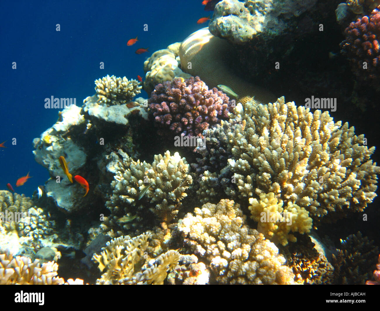 Underwater diving picture of coral reef in Red Sea at the Canyon dive ...