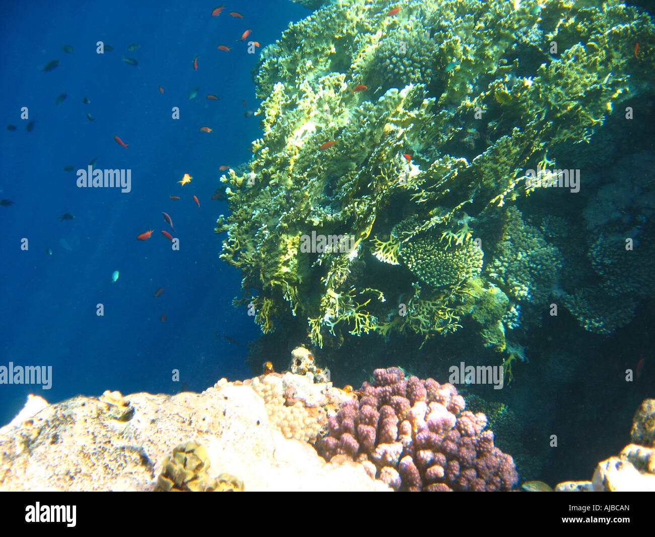 Underwater diving picture of swarm of fish over the seabed in Red Sea at the Canyon dive site near Dahab Sinai Egypt Stock Photo
