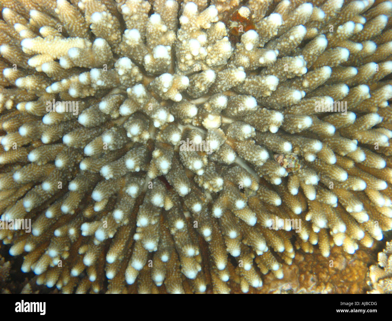 Underwater diving picture of a massive pore coral in Red Sea at the Canyon dive site near Dahab Sinai Egypt Stock Photo