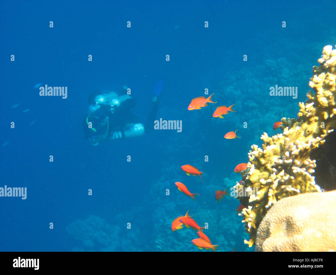 Underwater diving picture of fish wary of a scuba diver approaching in Red Sea at the Canyon dive site near Dahab Sinai Egypt Stock Photo