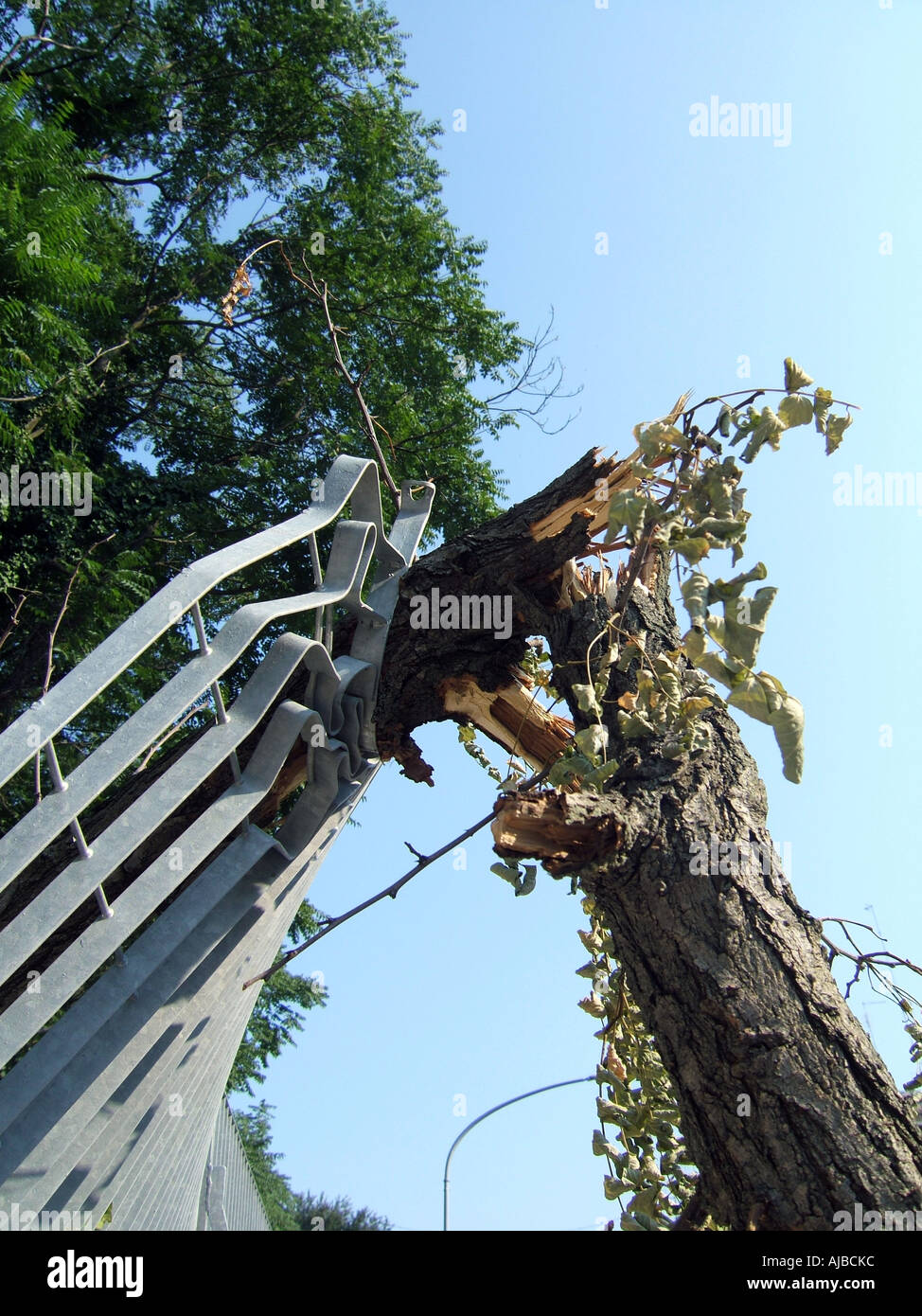 tree blown over in strong wind Stock Photo Alamy