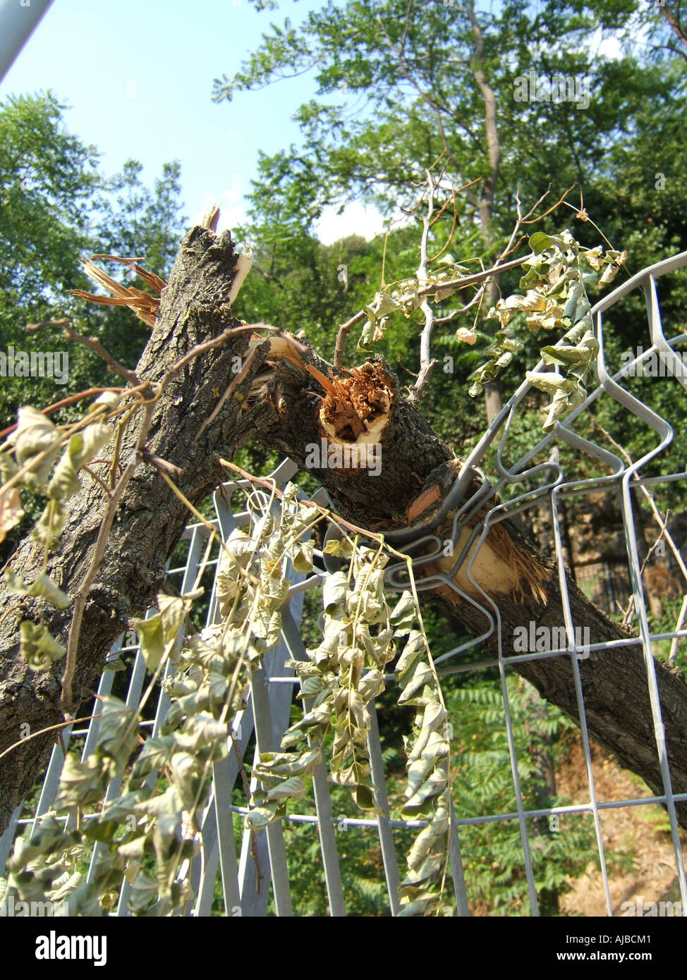 tree blown over in strong wind Stock Photo Alamy