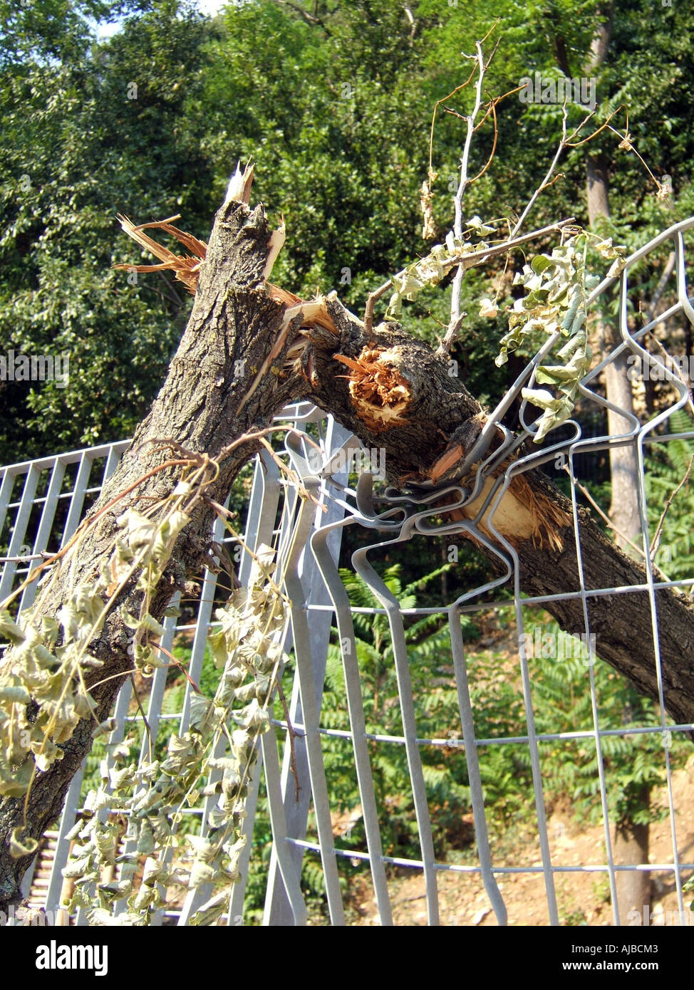tree blown over in strong wind Stock Photo Alamy