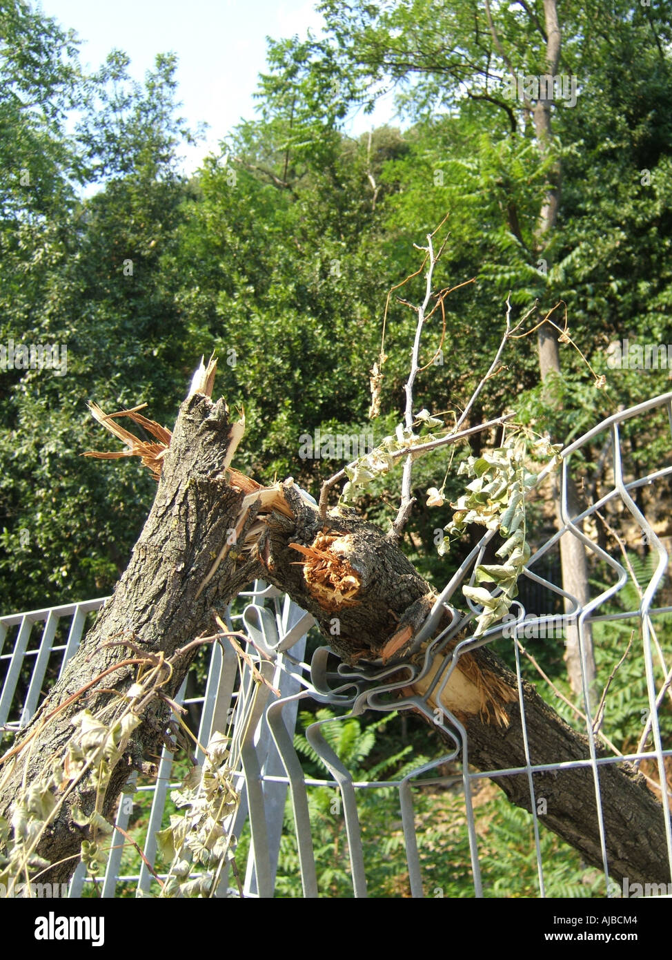 tree blown over in strong wind Stock Photo Alamy