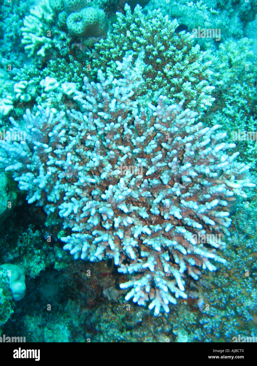 Underwater diving picture of finger corals Stylophora pistillata in Red Sea at Islands dive site near Dahab Sinai Egypt Stock Photo
