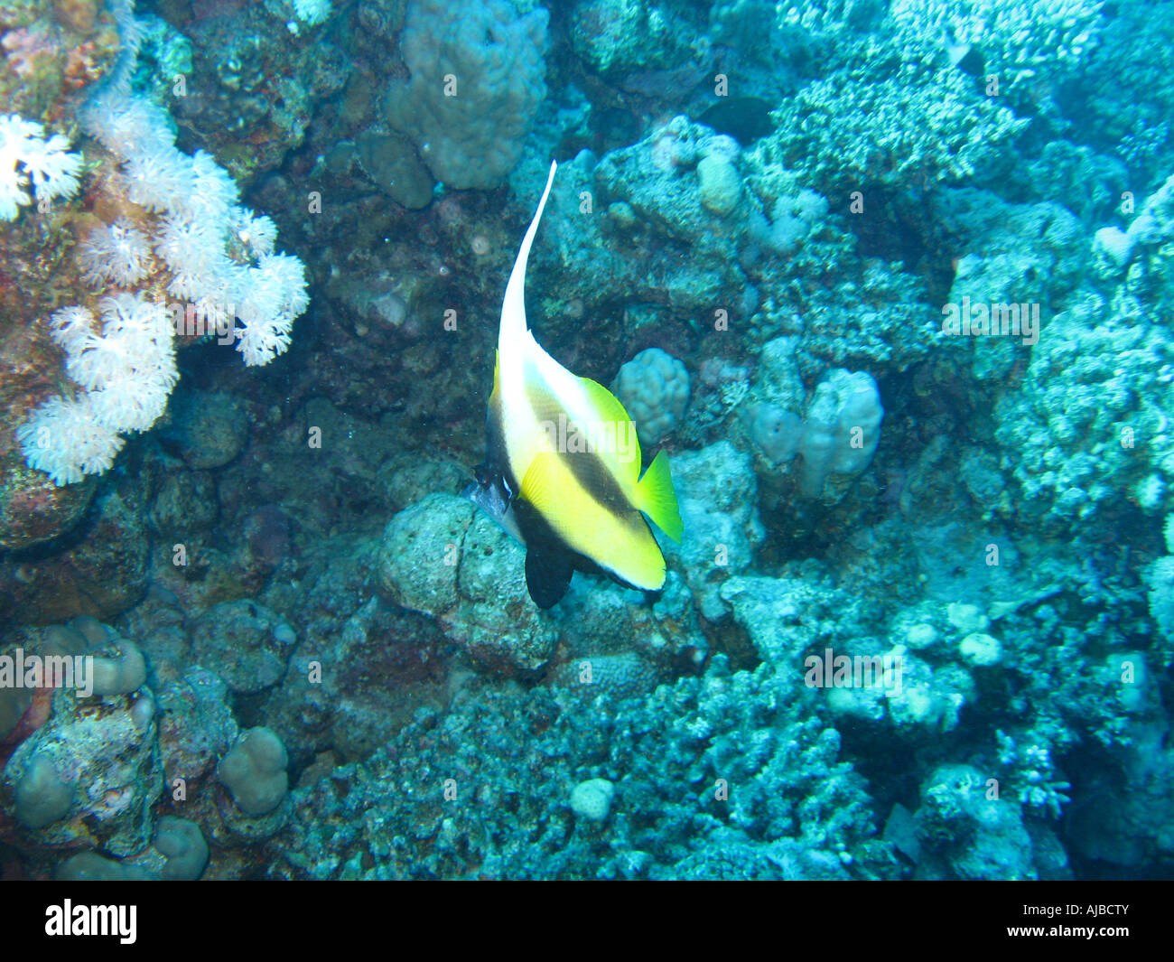 Underwater diving picture of a Red Sea banner fish Heniochus intermedius in Red Sea at Islands dive site near Dahab Sinai Egypt Stock Photo