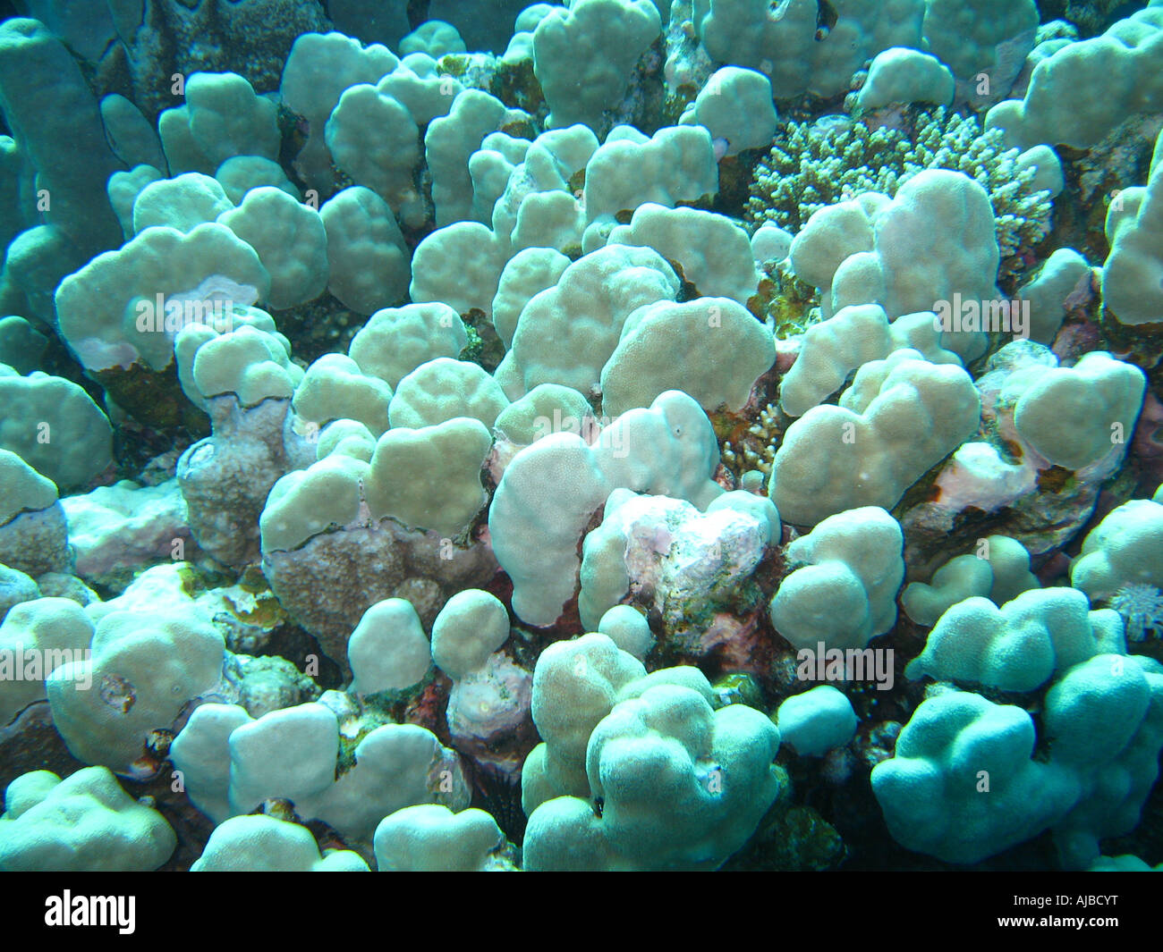 Underwater diving picture of corals on sea bed in Red Sea at Islands dive site near Dahab Sinai Egypt Stock Photo
