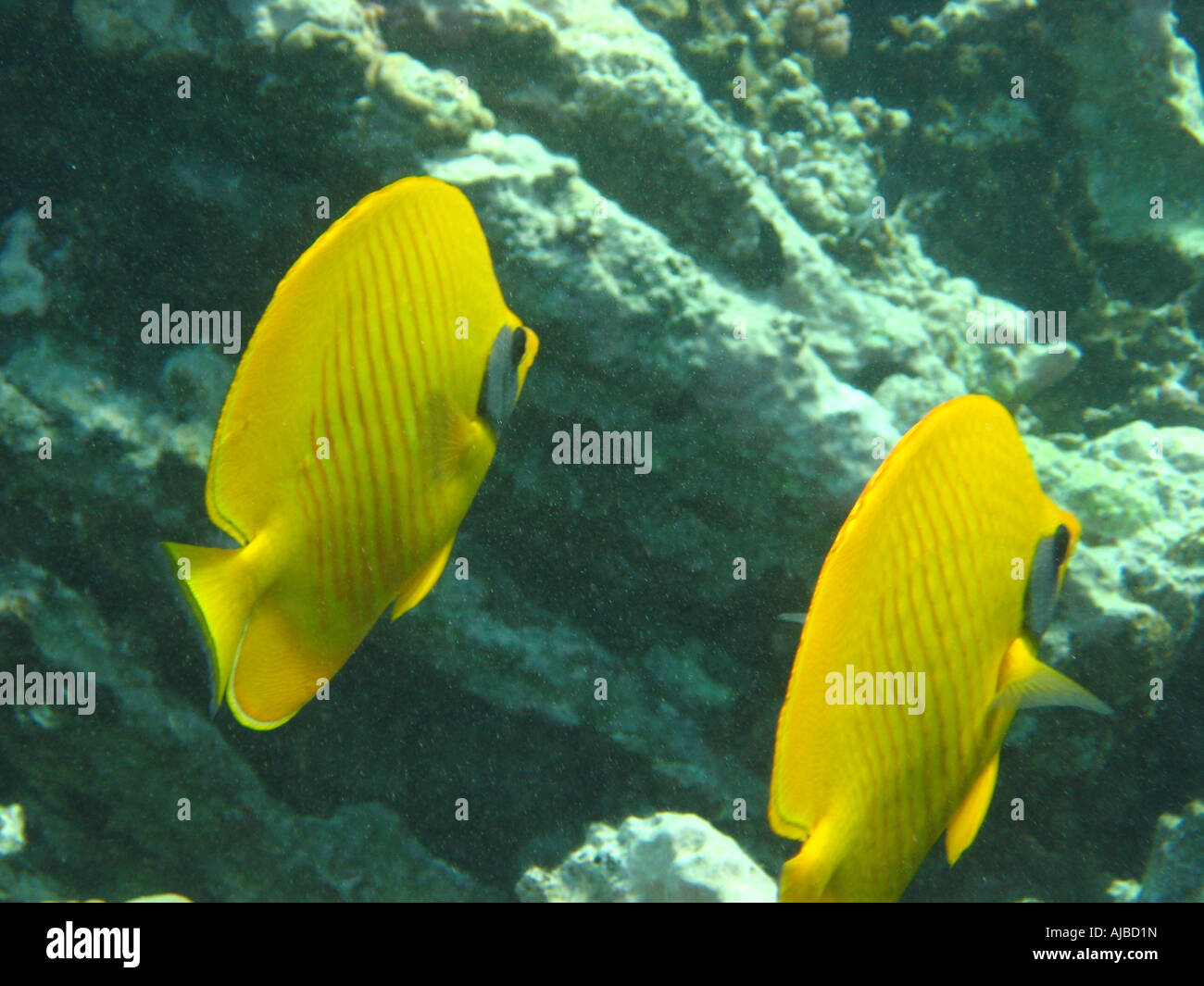 Two Masked Butterfly fish Chaetodon semilarvatus in Red Sea at Islands dive site near Dahab Sinai Egypt Stock Photo