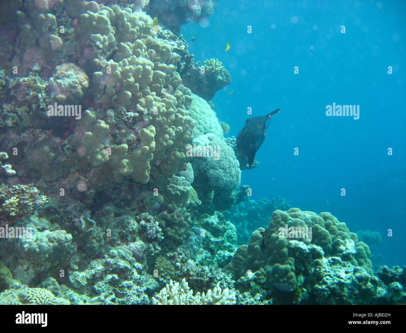Underwater diving picture of a blue trigger fish Pseudobalistes fuscus in Red Sea at Islands dive site near Dahab Sinai Egypt Stock Photo