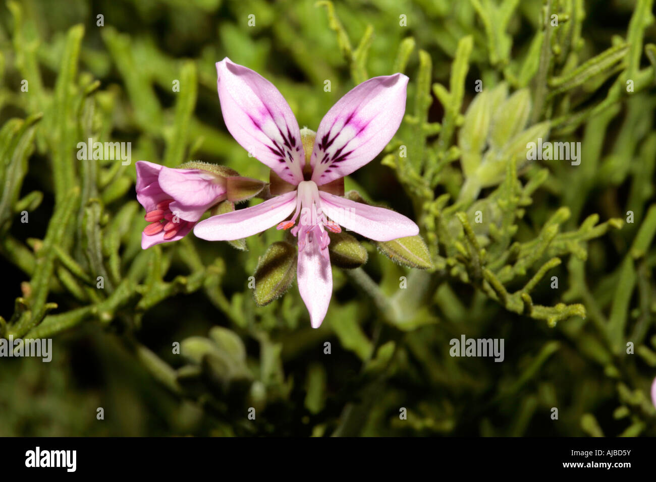 Crow'sfeet Pelargonium- Pelargonium radens-Family Geraniaceae Stock Photo