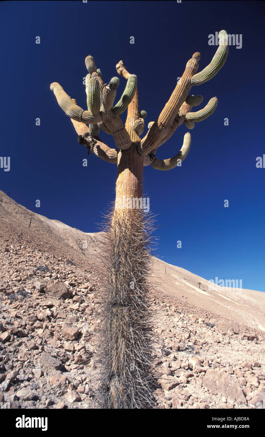 Candelabra cactus in The Lauca National Park Northern Chile The Atacama desert is the driest