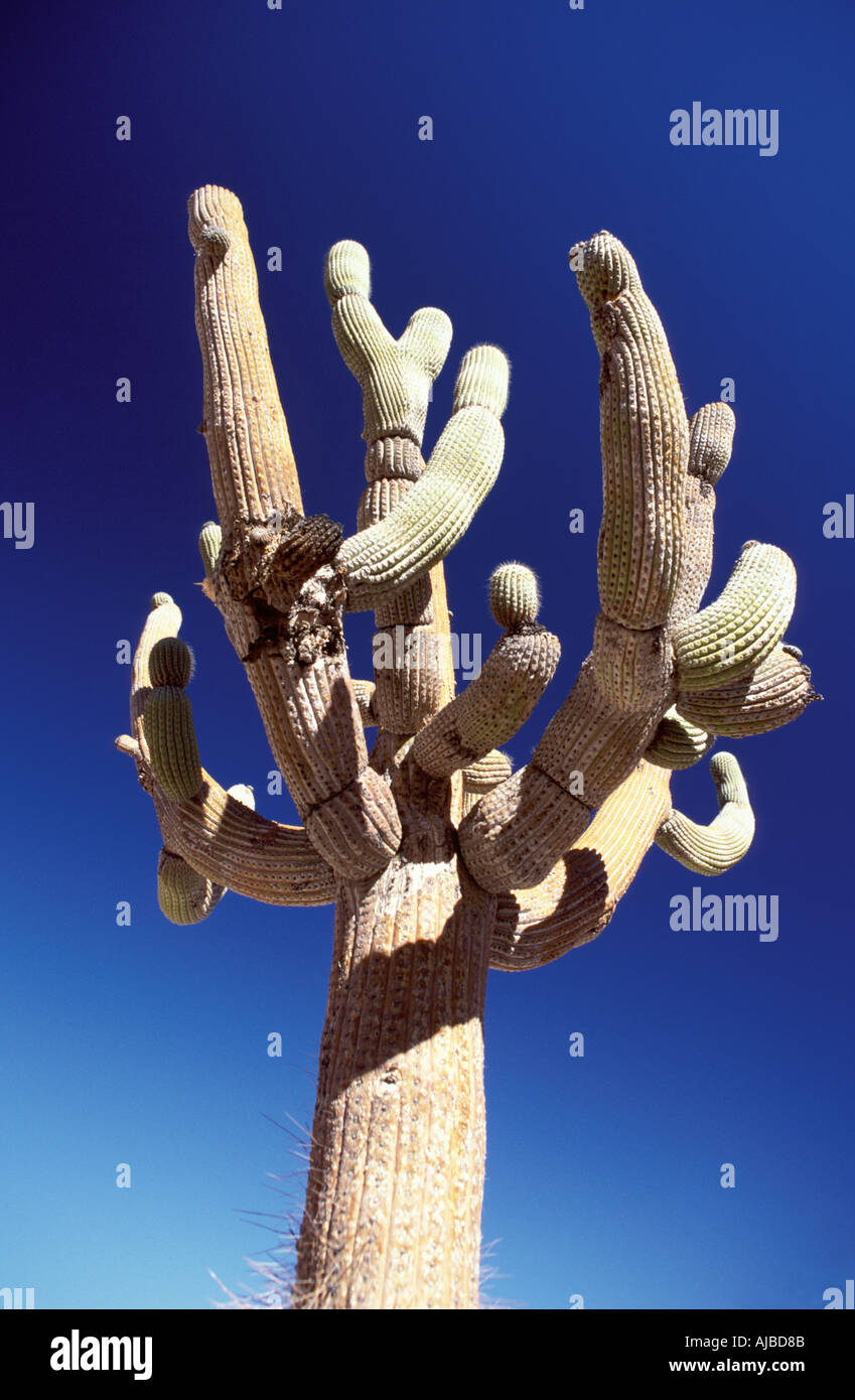 Candelabra cactus in The Lauca National Park Northern Chile The Atacama desert is the driest