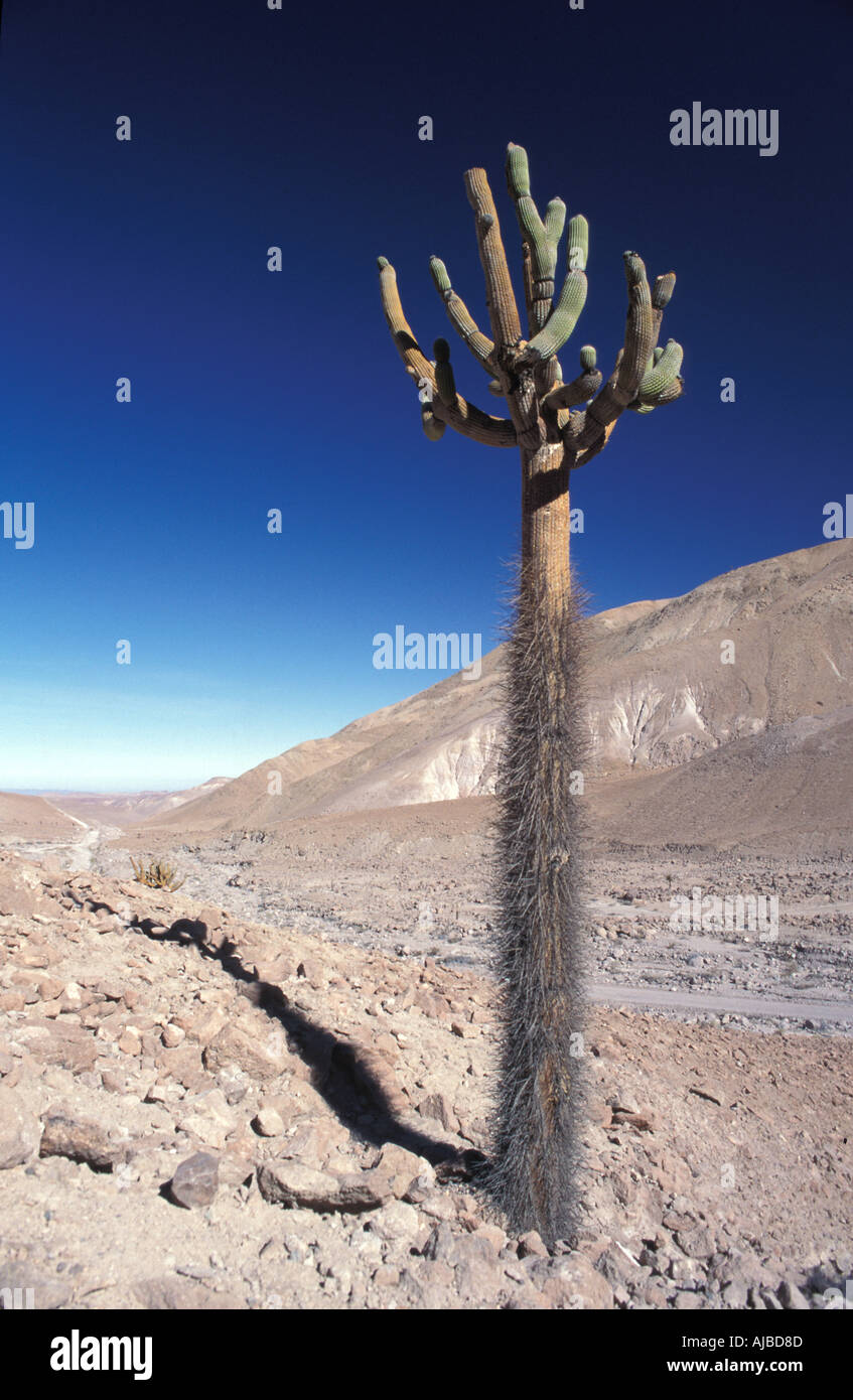 Atacama Desert Chile Cactus High Resolution Stock Photography and Images Alamy