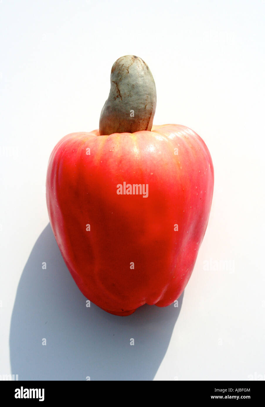 Cashew nut fruit Stock Photo Alamy