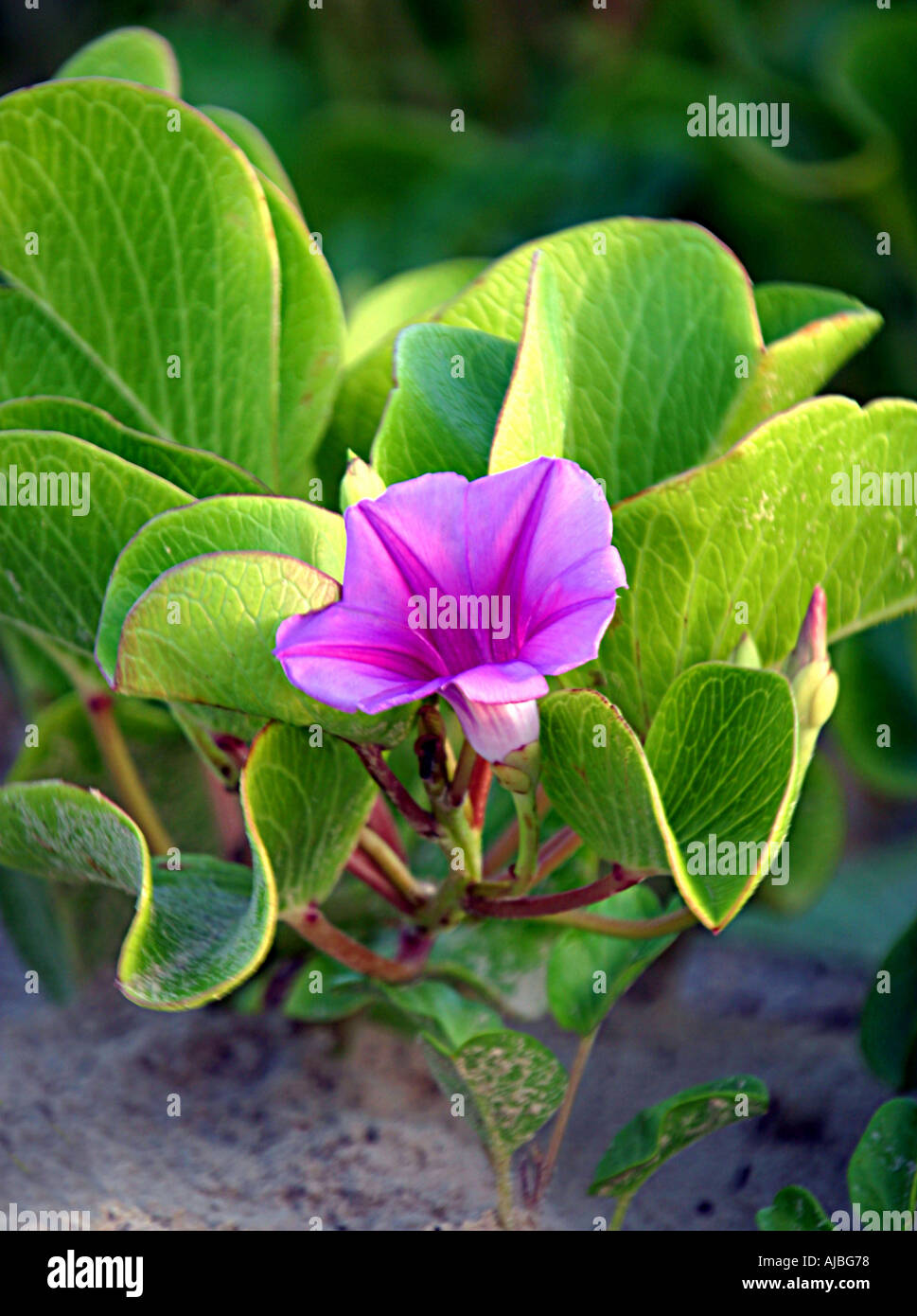 Gulf Coast Plant Dune Greenbrier Smilax auriculata with Purple Flower Grows in Wet Sandy Areas on Beach  Stock Photo