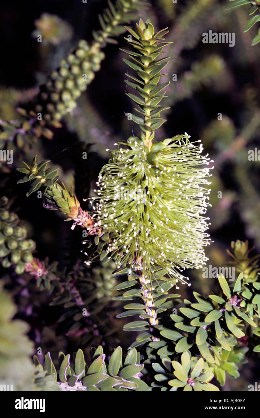 Green Bottlebrush - Callistemon viridiflorus Stock Photo - Alamy