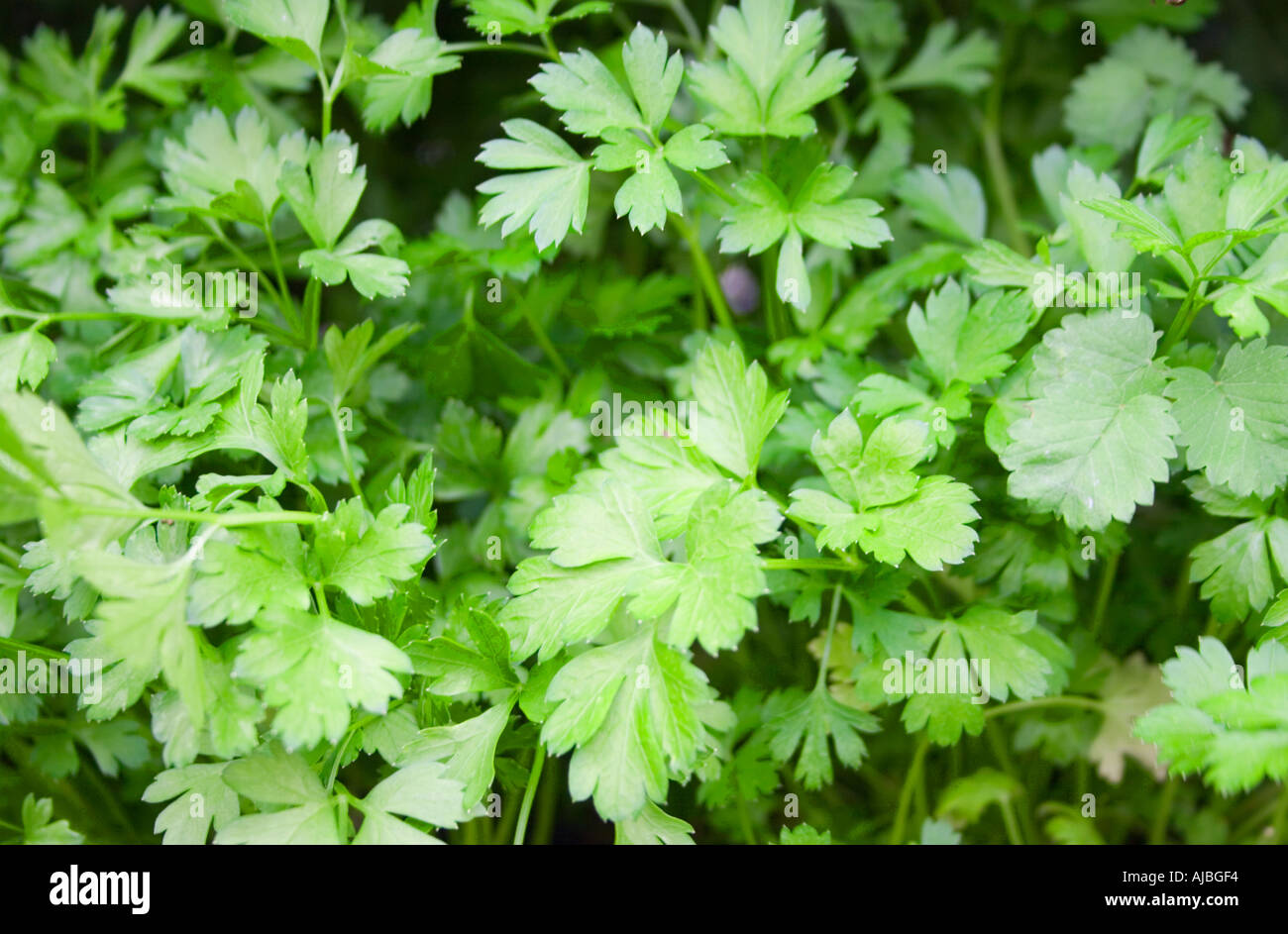 Growing French Flat Leaf Parsley [petroselinium crispum] Stock Photo
