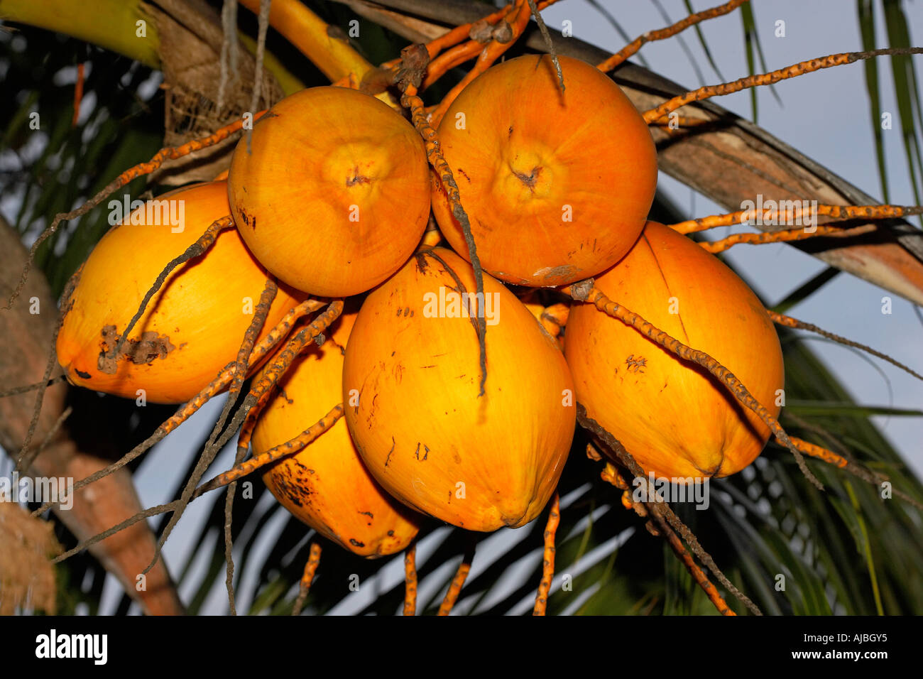 Coconut Fruit in Sulawesi, Indonesia, Asia Stock Photo Alamy