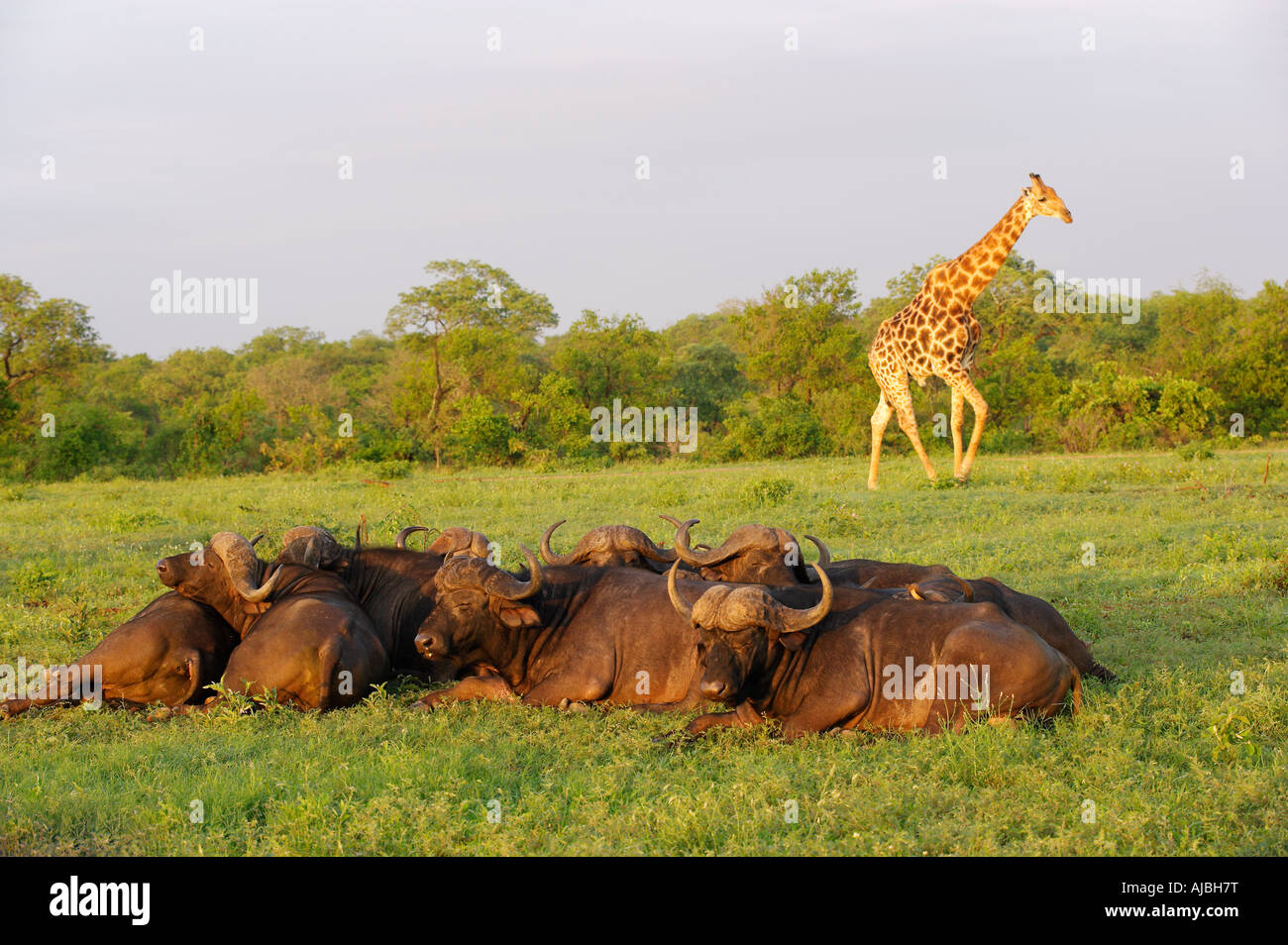 Buffalo (Syncerus caffer) Herd Sleeping - Giraffe (Giraffa camelopardalis) in the Background Stock Photo