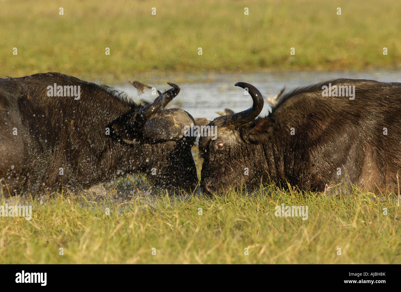 Two africa buffalo fighting hi-res stock photography and images - Alamy