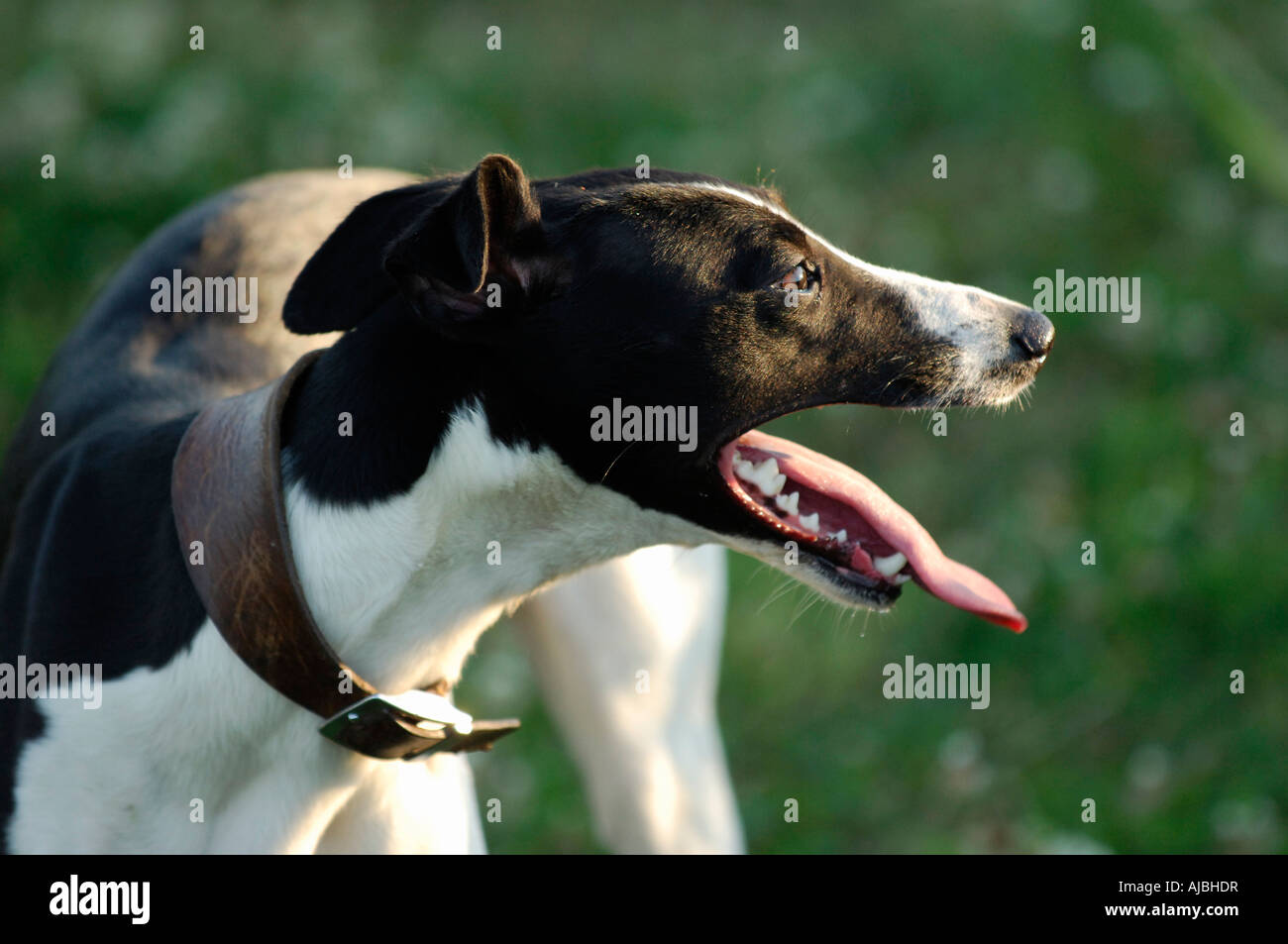 Closeup of Greyhound Cross Collie Panting Stock Photo Alamy