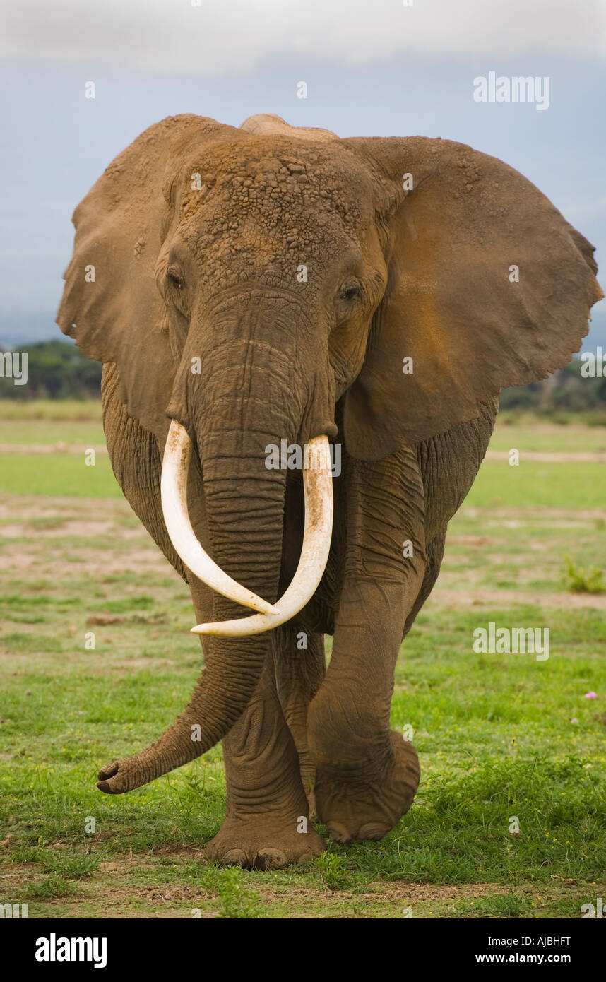 Lone Male Elephant (Loxodanta africana) Portrait Stock Photo
