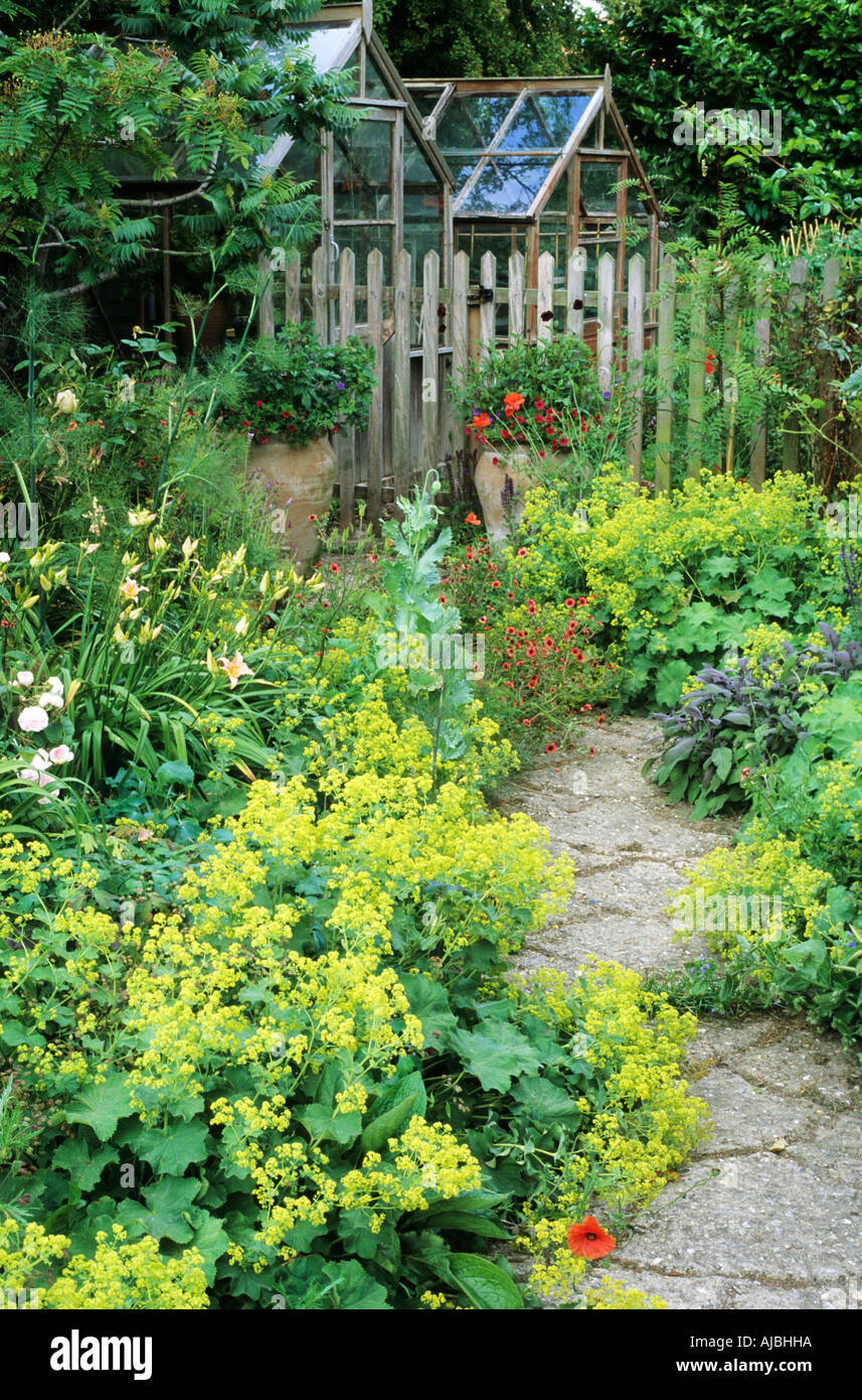 Alchemilla mollis overhanging garden path picket fence greenhouses back garden Stock Photo